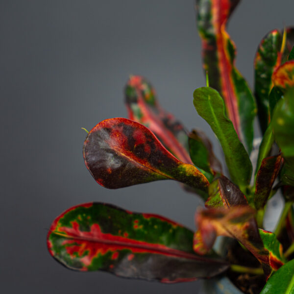 codiaeum-mammi-kroton codiaeum-mammi-kroton