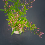 jasmin-baby-jasminum-polyanthum