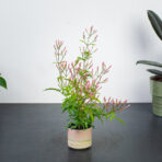 jasmin-baby-jasminum-polyanthum
