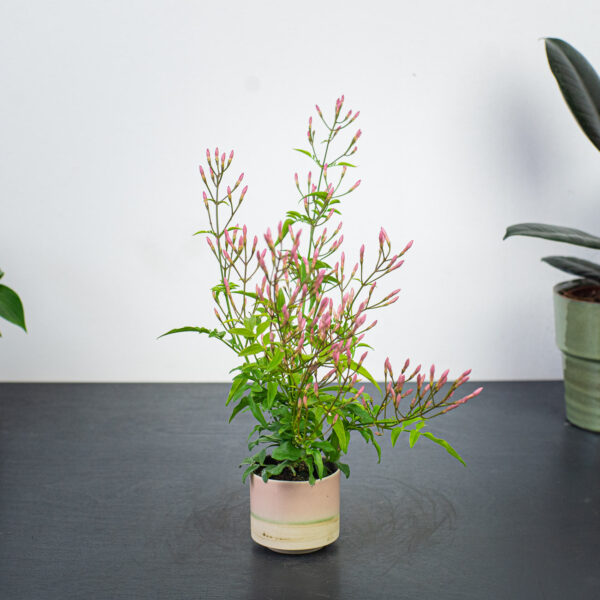 jasmin-baby-jasminum-polyanthum jasmin-baby-jasminum-polyanthum