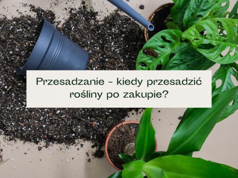 Blat z rozsypaną ziemią i przesadzanymi roślinami.