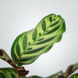 calathea-makoyana
