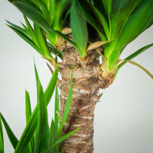 juka-yucca (3) juka-yucca