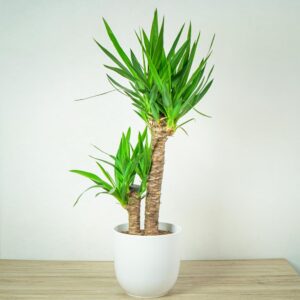 juka-yucca
