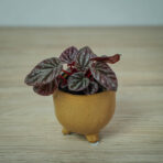 peperomia-red-luna-baby