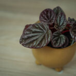 peperomia-red-luna-baby