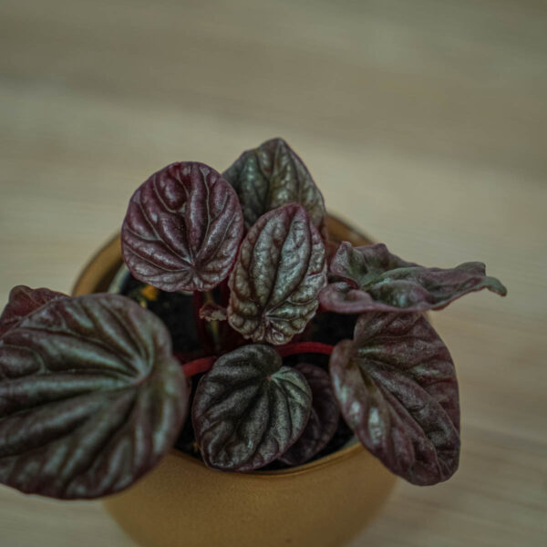 peperomia-red-luna-baby (3) peperomia-red-luna-baby
