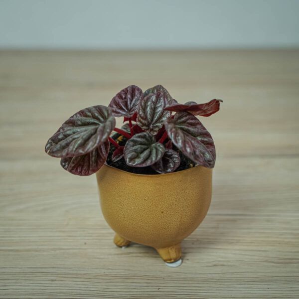 peperomia-red-luna-baby