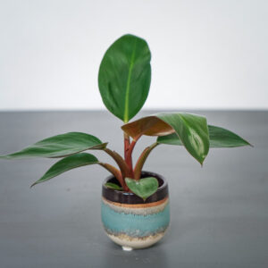 philodendron-rojo-congo-baby