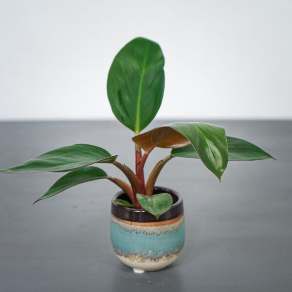 philodendron-rojo-congo-baby philodendron-rojo-congo-baby