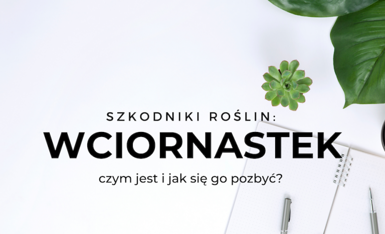 wciornastek-czym-jest-jak-sie-go-pozbyc-4