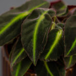 begonia-listada