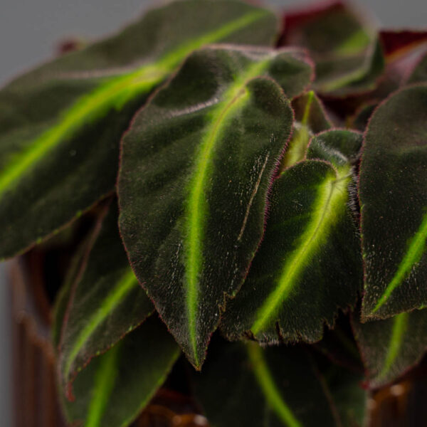 begonia-listada begonia-listada