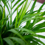areka-palma-dypsis-lutescens