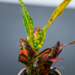 codiaeum-mammi-baby-kroton