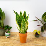 sansevieria-superba