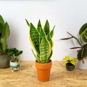 sansevieria-superba