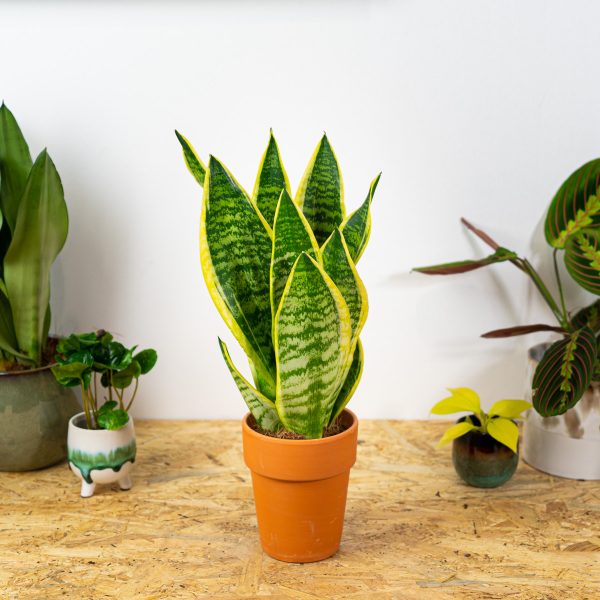 sansevieria-superba sansevieria-superba