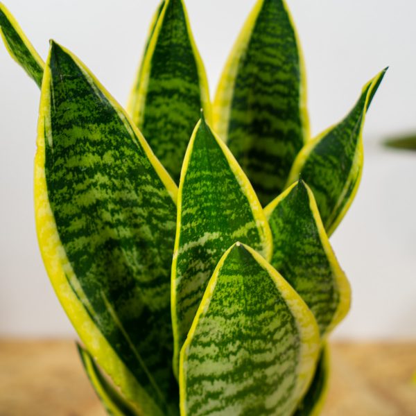 sansevieria-superba sansevieria-superba