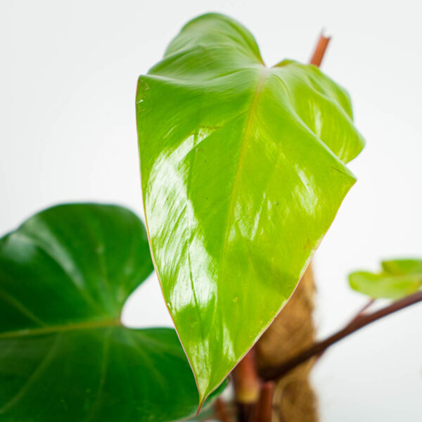 philodendron-red-emerald-na-paliku philodendron-red-emerald-na-paliku
