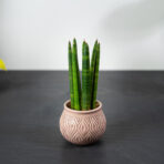 sansevieria-cylindrica