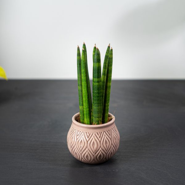 sansevieria-cylindrica sansevieria-cylindrica