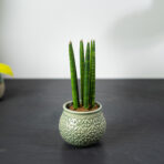 sansevieria-cylindrica
