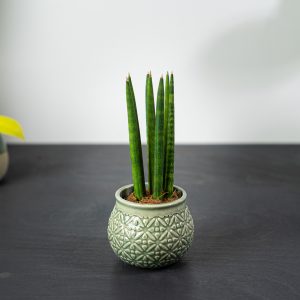 sansevieria-cylindrica