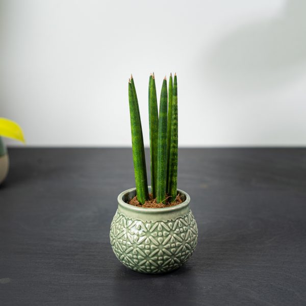 sansevieria-cylindrica