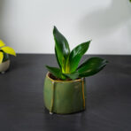sansevieria-trifasciata-black-dragon-sansewieria-gwinejska