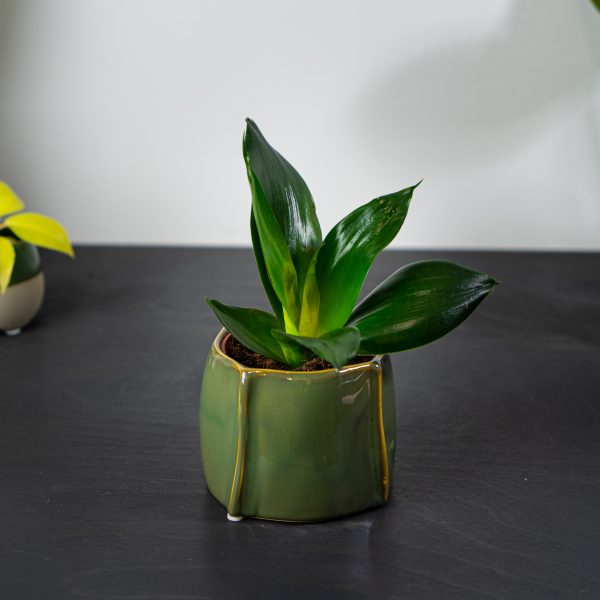 sansevieria-trifasciata-black-dragon-sansewieria-gwinejska sansevieria-trifasciata-black-dragon-sansewieria-gwinejska