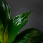 sansevieria-trifasciata-black-dragon-sansewieria-gwinejska