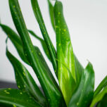 dravieria-fireflies-green