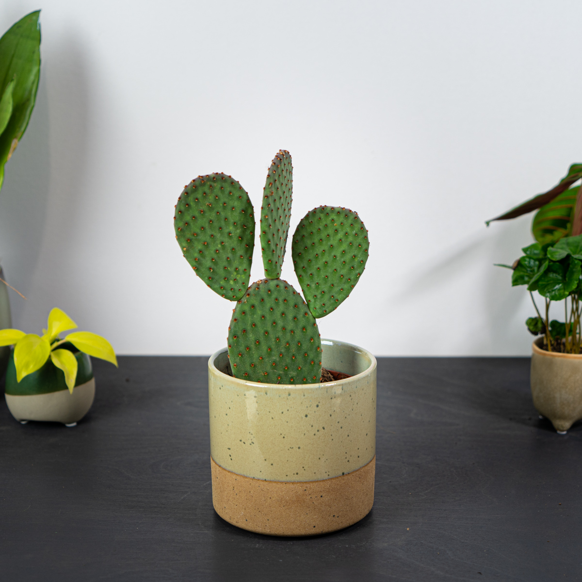 Opuncja drobnokolczasta (opuntia microdasys)