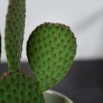 opuntia-micro