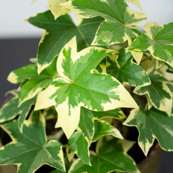 fatsjobluszcz-lizjanski-variegata-fatshedera fatsjobluszcz-lizjanski-variegata-fatshedera