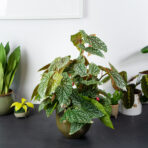 begonia-snow-white