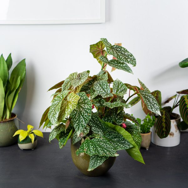 begonia-snow-white
