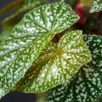 begonia-snow-white