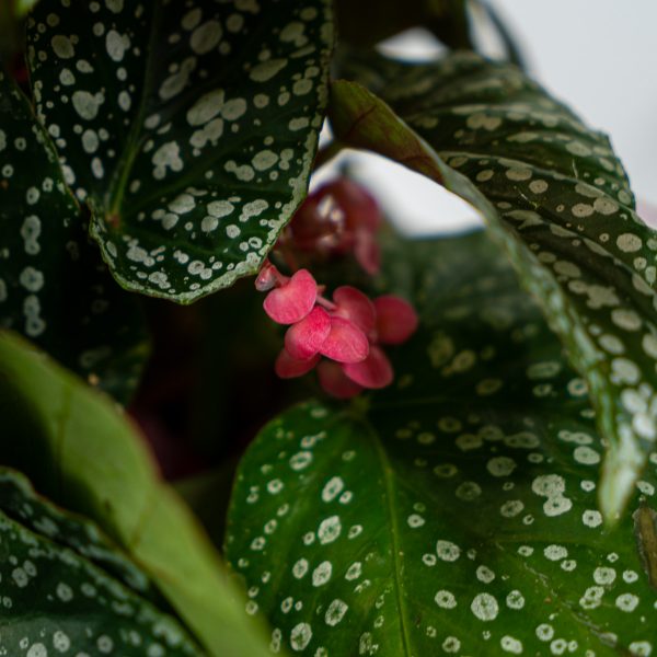 begonia-snow-white begonia-snow-white
