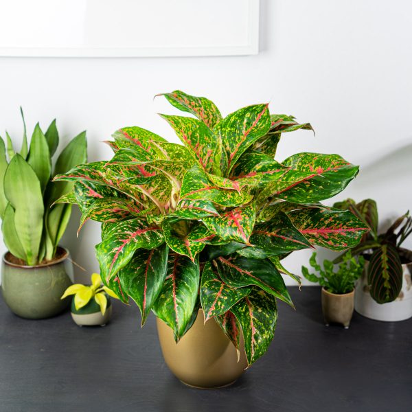 aglaonema-mart-sip-karat
