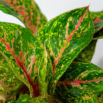 aglaonema-mart-sip-karat