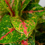 aglaonema-mart-sip-karat