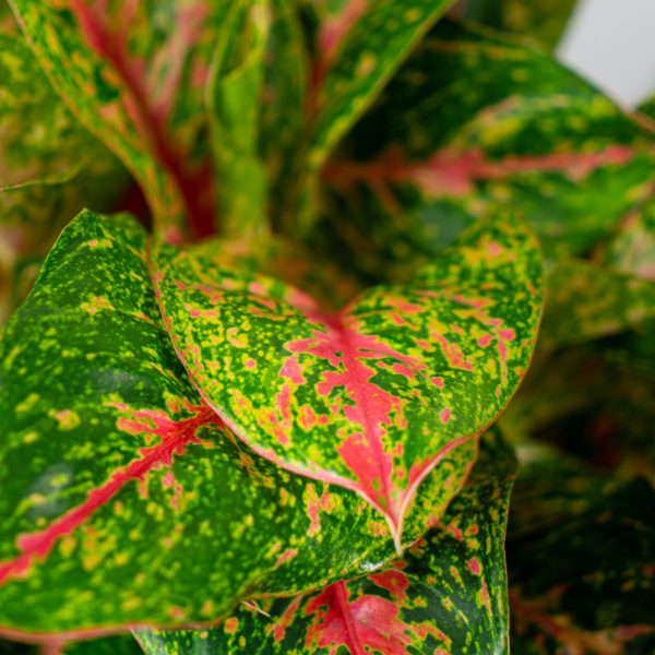 aglaonema-mart-sip-karat aglaonema-mart-sip-karat