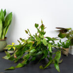 rhipsalis-eliptica