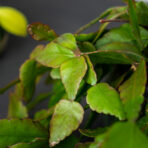 rhipsalis-eliptica