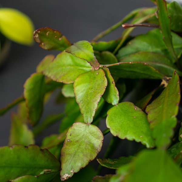 rhipsalis-eliptica rhipsalis-eliptica