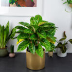 aglaonema-florida