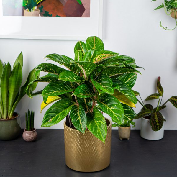 aglaonema-florida
