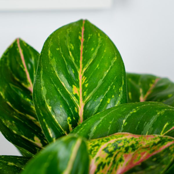 aglaonema-florida aglaonema-florida